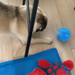 dog playing with Zoomies Pet Ball