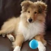 collie with Zoomies Pet Ball on couch