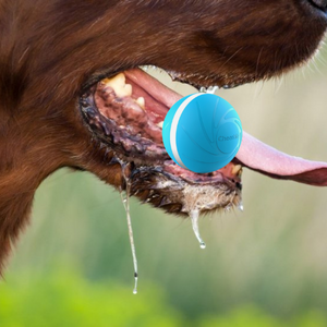 dog salivating with Zoomies Pet Ball in mouth