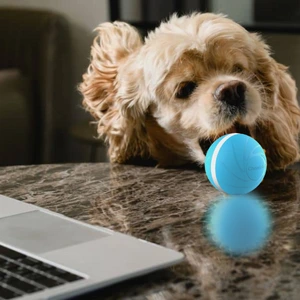 dog holding Zoomies Pet Ball in mouth on desk