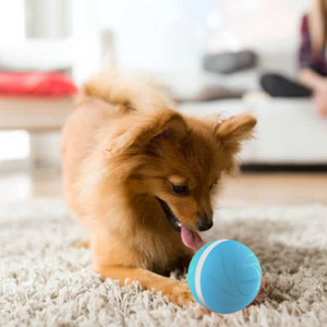 dog playing with Zoomies Pet Ball on carpet