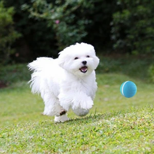 dog playing on the grass with Zoomies Pet Ball