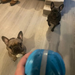 two french bulldogs longing for Zoomies Pet Ball