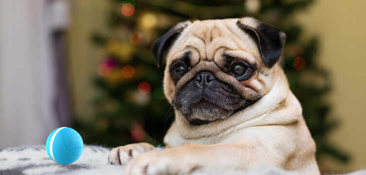 pug sitting with Zoomies Pet Ball