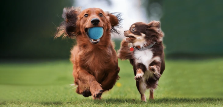 Zoomies Pet Ball two dogs running in field